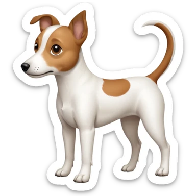 a full body white jack russel looking dog the size of a kelpie with light brown ears and a light brown patch on one eye, flopped down ears and a large snout sticker