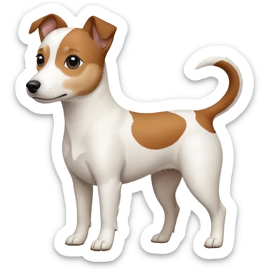 a fully white jack russell the size of a kelpie with a half white face sticker