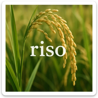 photo realistic rice plant with ears, natural colors, with the word 'riso' in Italian on the image sticker