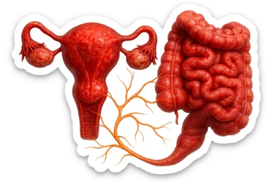 utero umano anatomico iperrealistico e intestino umano anatomico iperrealistico hanno in comune il dolore e l'infiammazione, rendi bene il collegamento tra i due organi doloranti, falla iperrealistica, non disegnata sticker