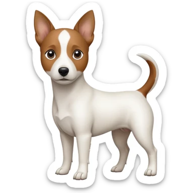 a fully white jack russell the size of a kelpie with a half white face sticker
