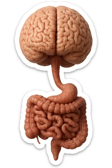 cervello e intestino umani collegati verticalmente, iperrealistico 4k sticker