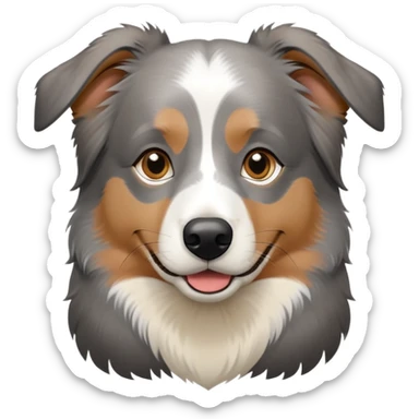 Gray tan and black Australian shepherd with white nose sticker