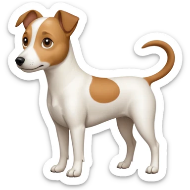a full body white jack russel looking dog the size of a kelpie with light brown ears and a light brown patch on one eye and a large snout sticker