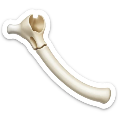 singular long anatomic bone sticker