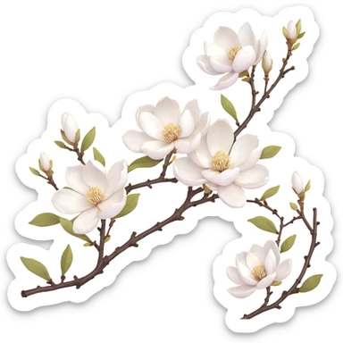 Traditional Japanese Magnolia kobus (kobushi) blossom with sumi-e brush stroke style, delicate white flowers on bare branch, zen aesthetic with subtle ink wash background sticker