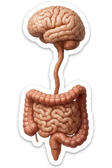 cervello e intestino umani collegati verticalmente, iperrealistico 4k sticker