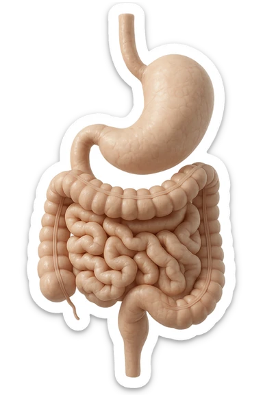 stomaco e intestino sono collegati, colore chiaro, iperrealistico 4k sticker