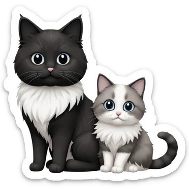 2 chats noirs et blancs qui se ressemblent l'une poil court l'autre poil ragdoll sticker