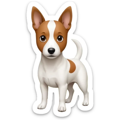 a fully white jack russell the size of a kelpie with a half white face sticker