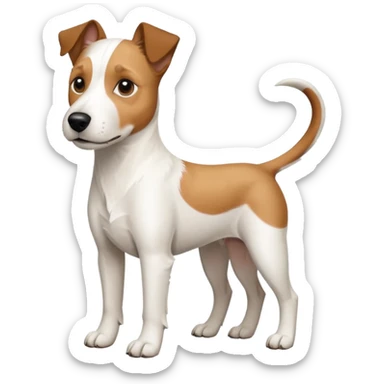 a full body large white parson russell terrier looking dog the size of a kelpie with light brown ears and a light brown patch on one eye and a large snout sticker