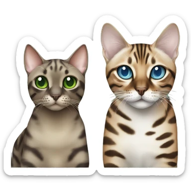 Seal Bengal cat with Blue eyes + charcoal Sepia bengal cat with Green eyes sit Next to each other  sticker
