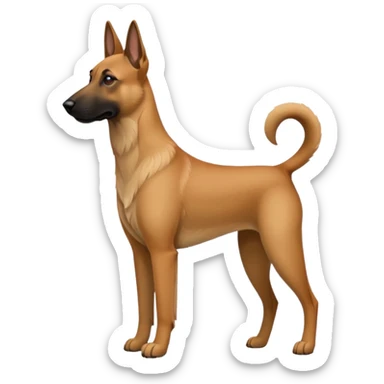 Belgian malinois dogs sticker