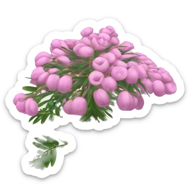 shame plant mimosa podia dormilona moriviví pink flower sticker