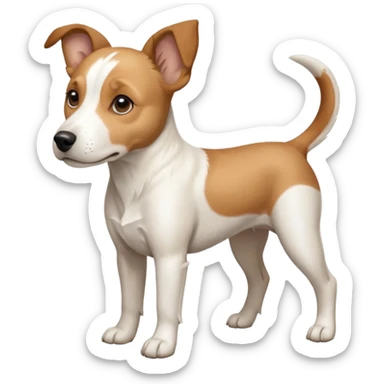 a full body facing front on of a buff white beagle cross jack russell terrier looking dog the size of a kelpie with light brown long ears resting on its face and a light brown patch above one eye and a large snout. the rest of the dog is completely white.  sticker