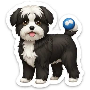 black and white Havenese dog standing with ball sticker