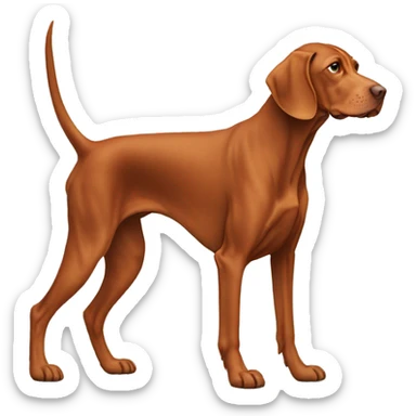 old adult vizsla. aged whitened snowy snout and paws. high tail. standing. rusty colored chest.  sticker