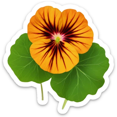 nasturtium sticker