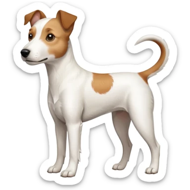 a full body large white parson russell terrier looking dog the size of a kelpie with light brown long ears and a light brown patch on one eye and a large snout sticker