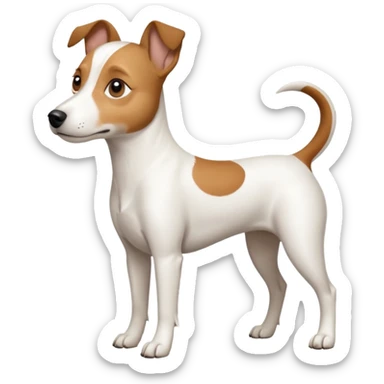 a full body white jack russel looking dog the size of a kelpie with light brown ears and a light brown patch on one eye, flopped down ears and a large snout sticker