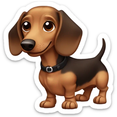 Light sandy brown wired hair dachshund with dark brown ears and no fur on the ears more curly hair and very dark brown ears and a collar that says Andy sticker
