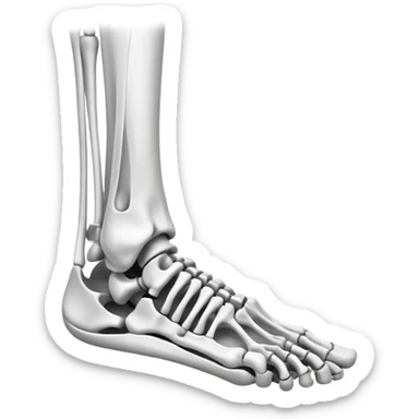 x-ray of foot bones, medical scan of foot skeleton sticker