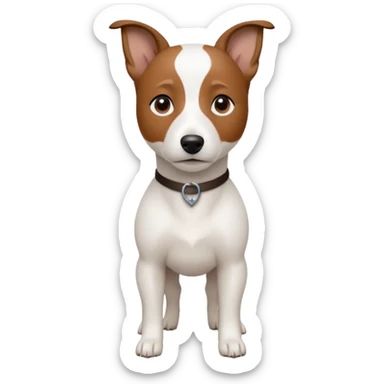 a fully white jack russell the size of a kelpie with a half white face sticker