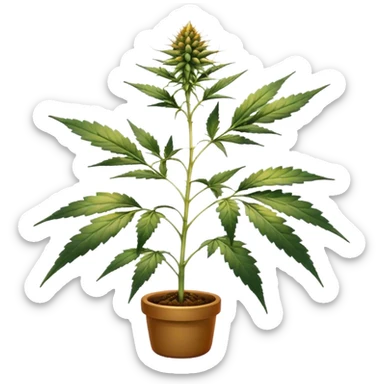 small cannabis plant at late harvest stage, modestly sized, uneven growth structure, thin branches supporting medium size female buds, leaves showing natural discoloration in shades of green and yellow, clearly visible trichomes with amber hues, resin-coated buds ready for harvest sticker