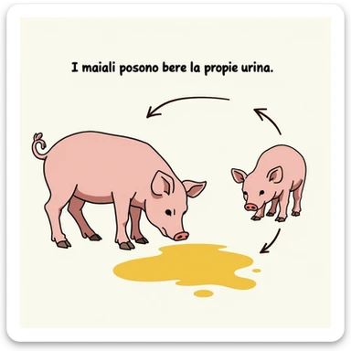 educational realistic illustration of a pig drinking from a yellow puddle, diagram with arrows indicating behavior, Italian text 'I maiali possono bere la propria urina', 4K quality sticker