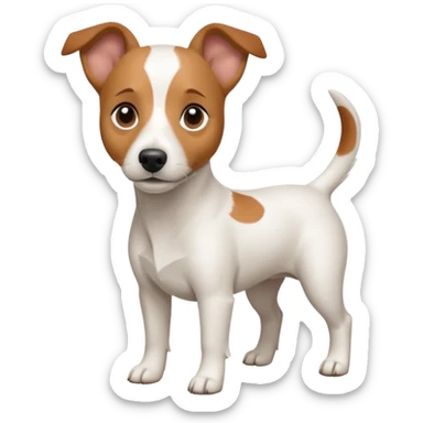 a full body white jack russel looking dog the size of a kelpie with light brown ears and a light brown patch on one eye and a large snout sticker