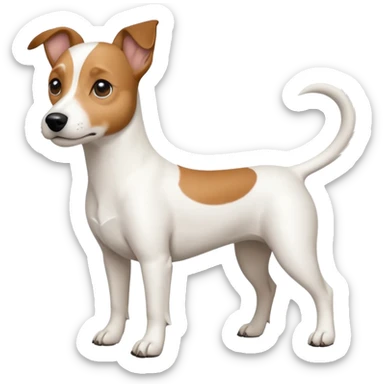 a full body white jack russel looking dog the size of a kelpie with light brown ears and a light brown patch on one eye, flopped down ears and a large snout sticker