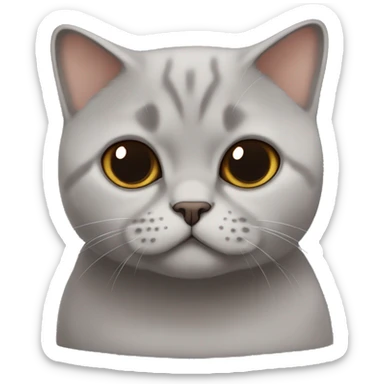 british shorthair in choclatw with Brown eyes sitting  sticker