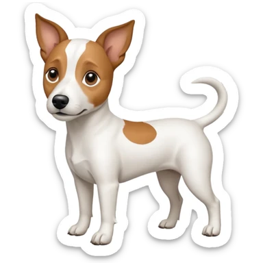 a full body white jack russel looking dog the size of a kelpie with light brown ears and a light brown patch on one eye, flopped down ears and a large snout sticker
