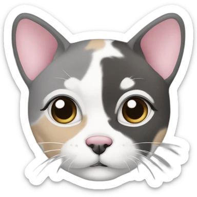 senior round diluted calico, white chin, black and pink nose, grey ears, grey and white sticker