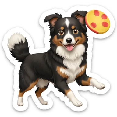 Tri color black Aussie Shepherd with frisbee  sticker