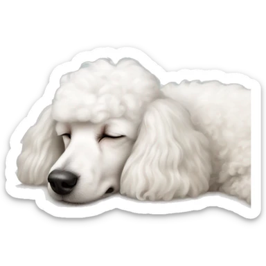 white poodle asleep on pillow  sticker