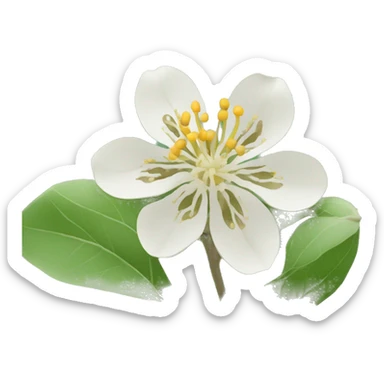 ashwagandha flower sticker