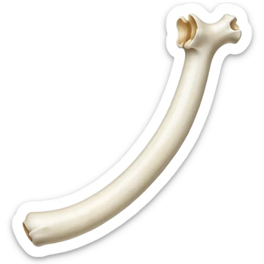 singular long anatomically-correct bone sticker