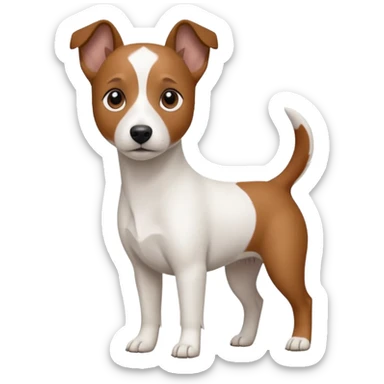 a fully white jack russell the size of a kelpie with a half white face sticker