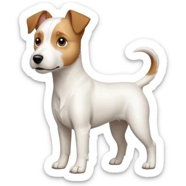 a full body large white parson russell terrier looking dog the size of a kelpie with light brown big ears and a light brown patch on one eye and a large snout sticker