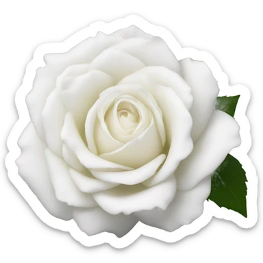 white iceberg rose sticker