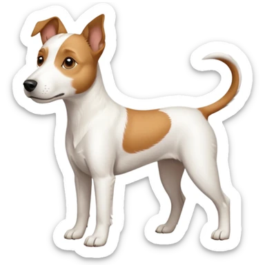 a full body large white parson russell terrier looking dog the size of a kelpie with light brown long ears and a light brown patch on one eye and a large snout sticker