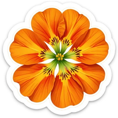 nasturtium flower sticker