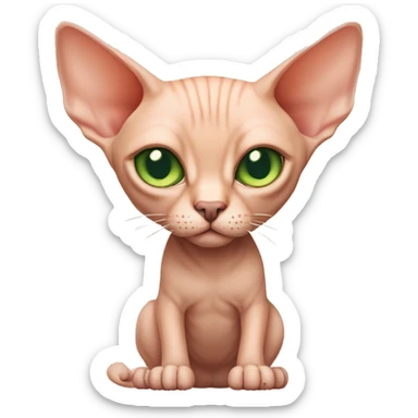 peach-colored Sphynx cat with green eyes and a big belly sticker