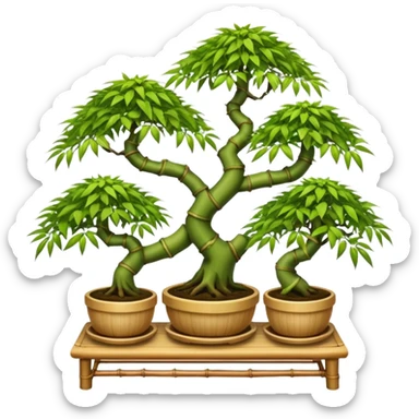 Tiered Twisted bamboo floor shelf unit stand displaying hair leaf maples and bonsai plants(in shallow bonsai pots) cluttered because they have too many  sticker