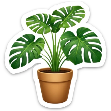 Potted plant, the potted plant contains Monstera deliciosa. sticker