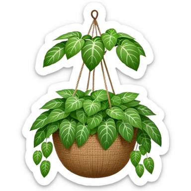 Plectranthus Verticillatus plant with very round circular green leaves in a coconut fiber hanging basket sticker