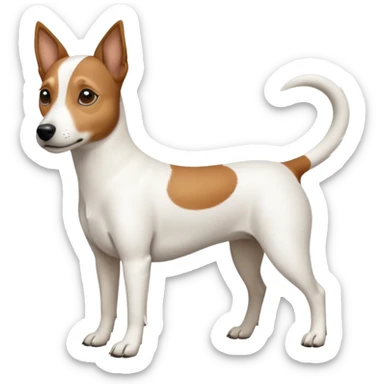 a full body white jack russel looking dog the size of a kelpie with light brown ears and a light brown patch on one eye, flopped down ears and a large snout sticker
