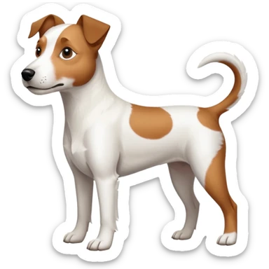 a full body large white parson russell terrier looking dog the size of a kelpie with light brown long ears and a light brown patch on one eye and a large snout sticker