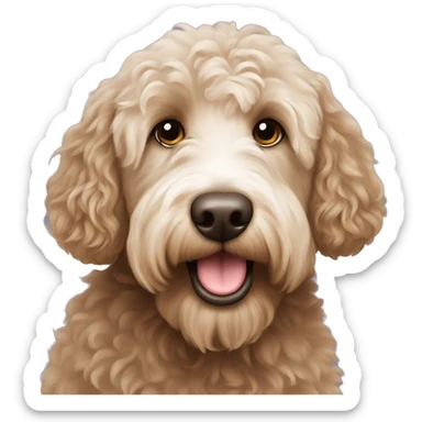 Australian labradoodle with a white nose sticker
